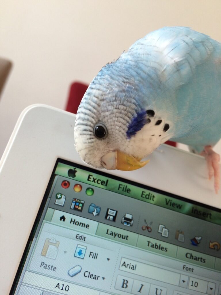 parrot, bird, nature, parakeet, young budgerigar, bird on mac, computer