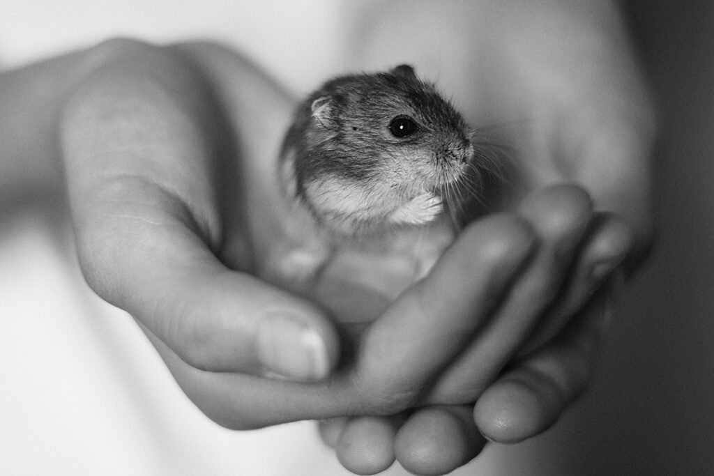 A small hamster cradled in a pair of gentle hands, in black and white.